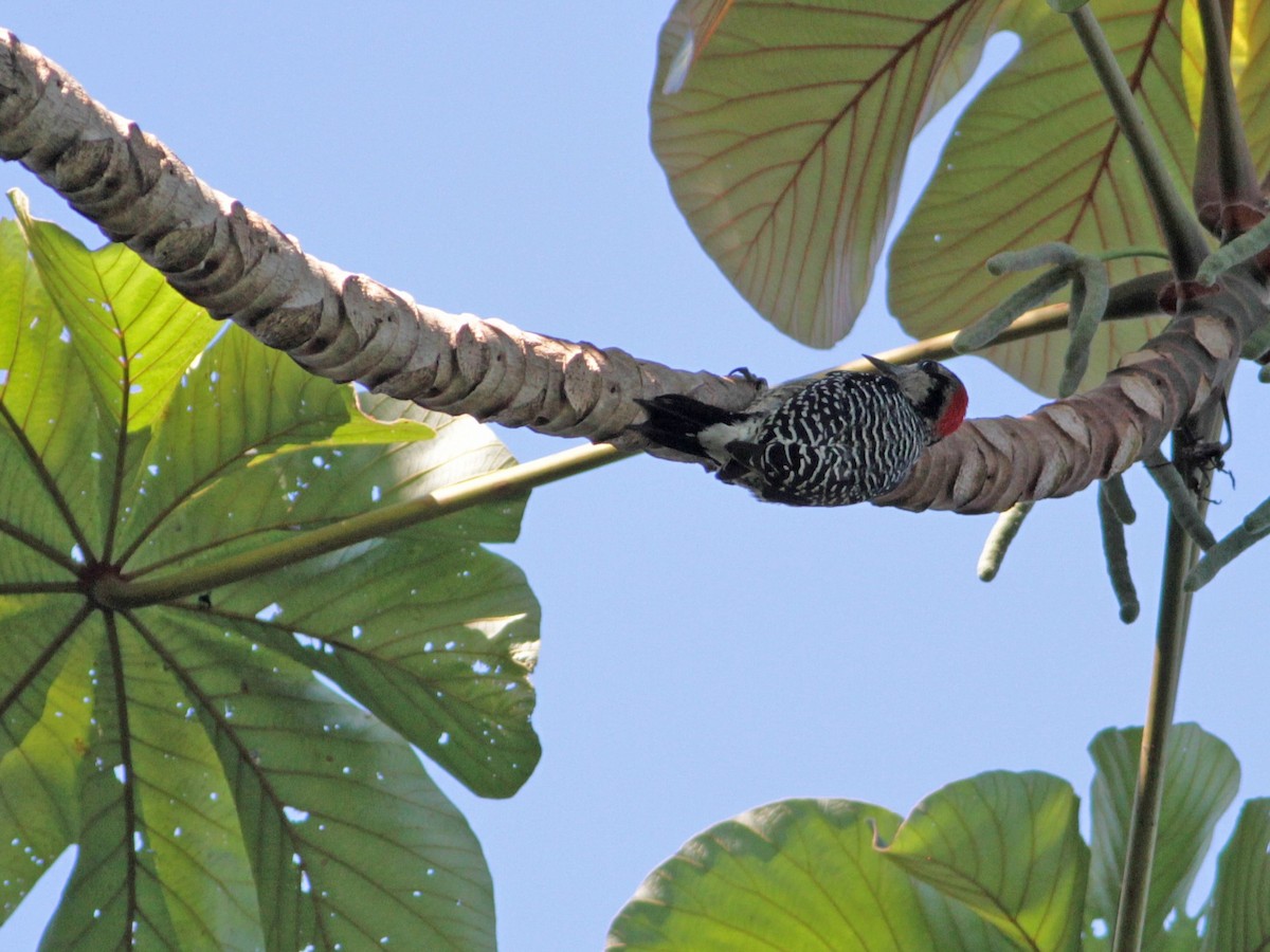 Black-cheeked Woodpecker - ML616332100