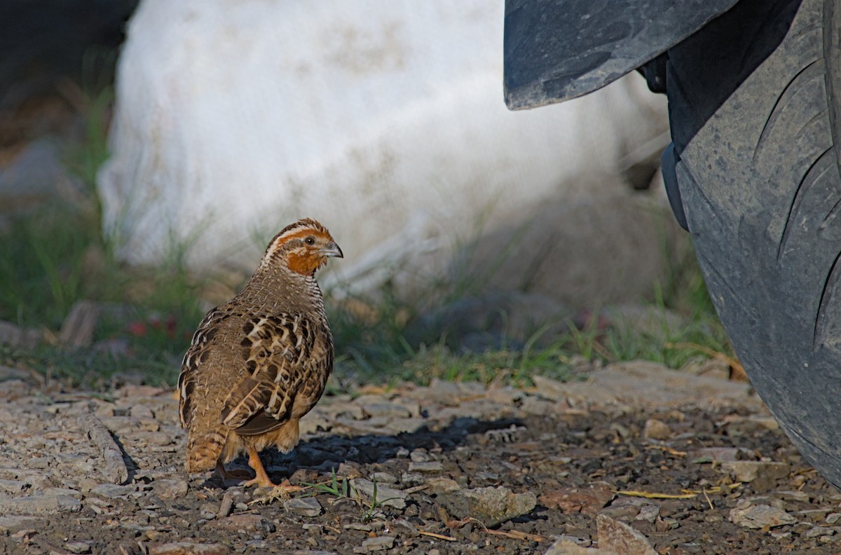 Jungle Bush-Quail - Neelakantan KK