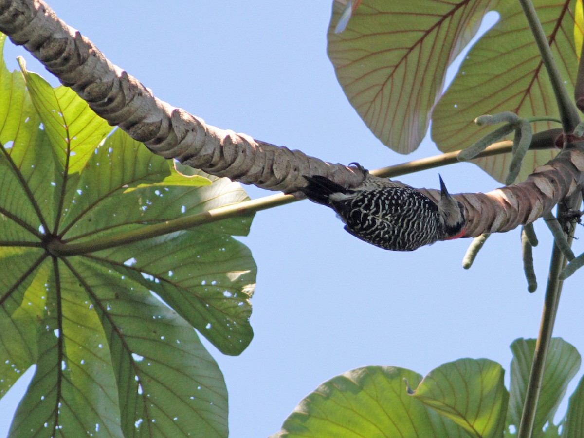 Black-cheeked Woodpecker - ML616332105