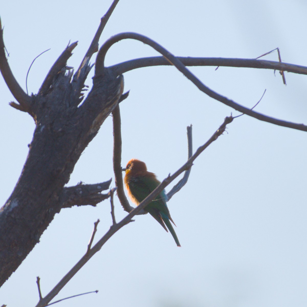 Chestnut-headed Bee-eater - ML616332106