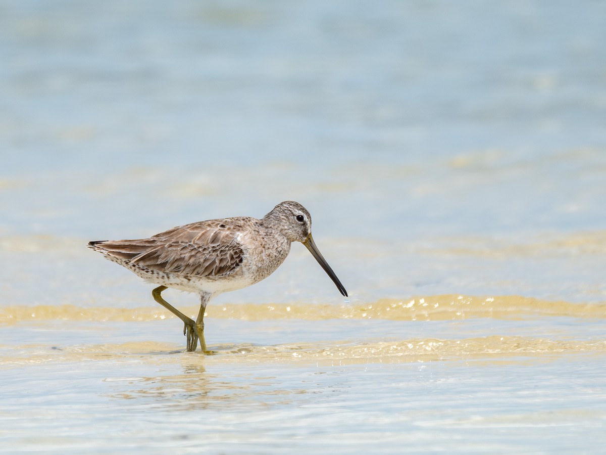 Short-billed Dowitcher - Timothy Nguyen