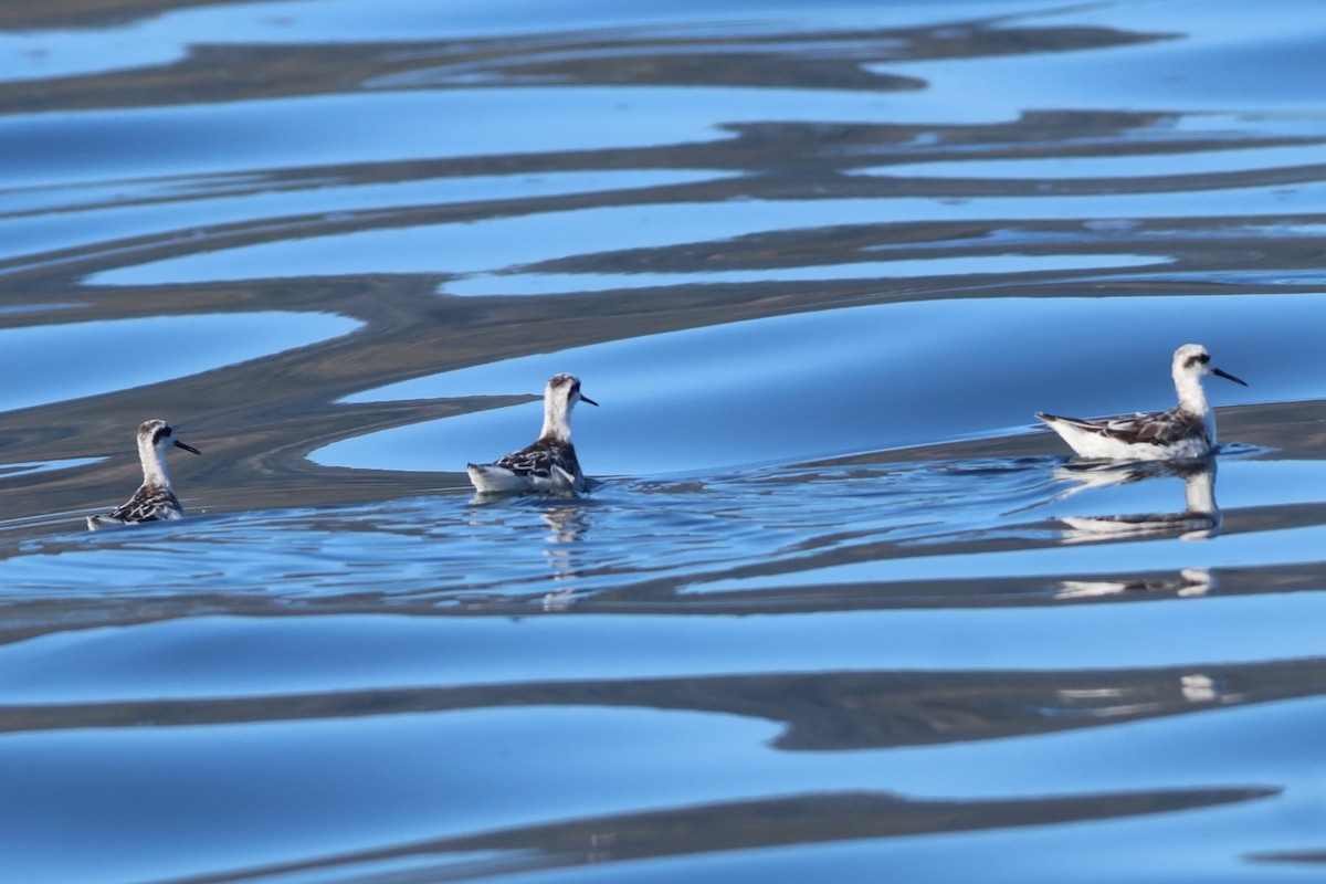 Red-necked Phalarope - ML616332142