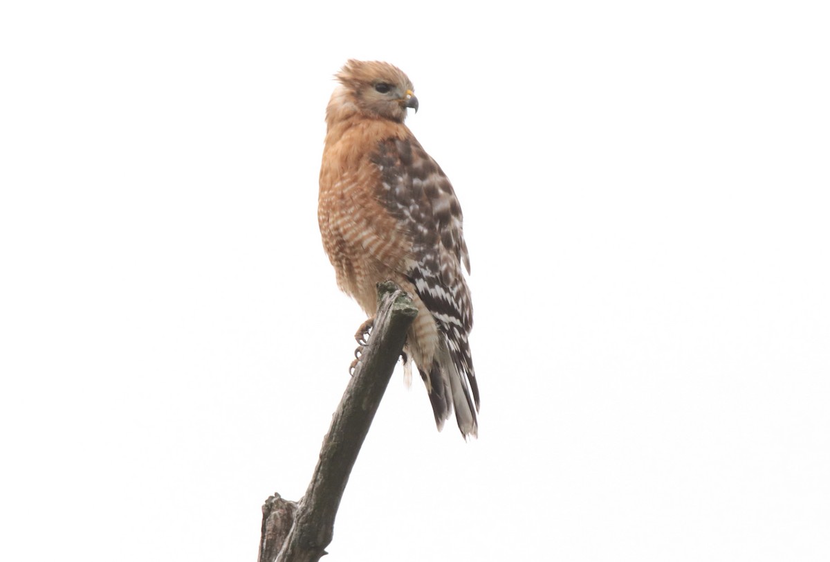 Red-shouldered Hawk - ML616332166