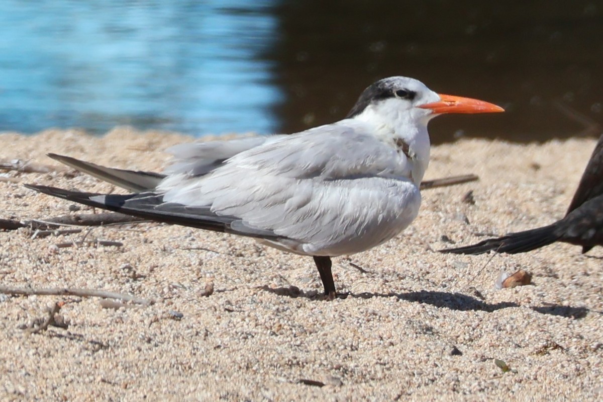 Royal Tern - ML616332200