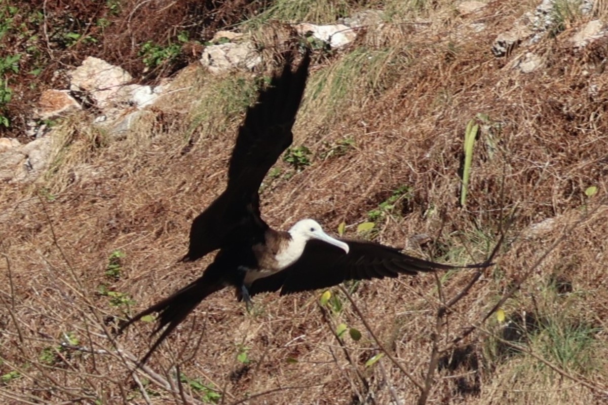 Magnificent Frigatebird - ML616332222