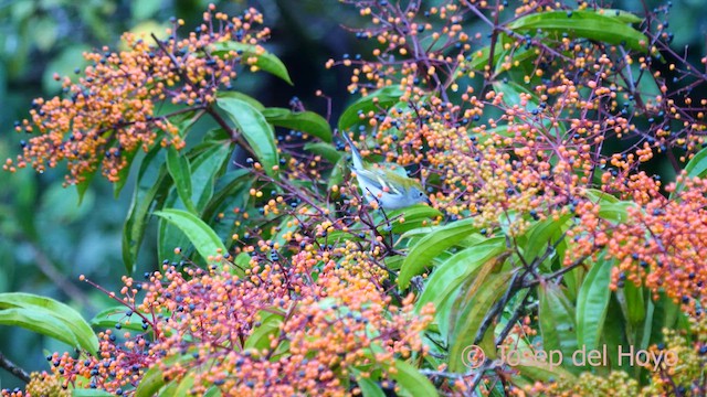 Chestnut-sided Warbler - ML616332225