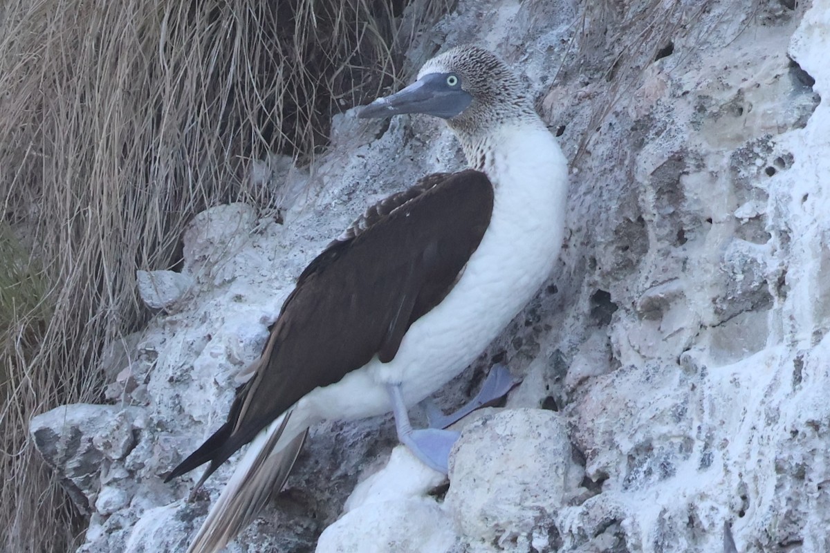 Blue-footed Booby - Daniel Ruzzante