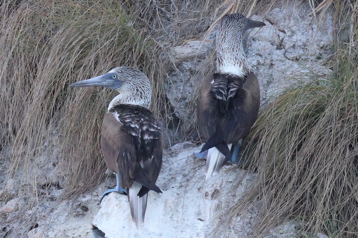 Blue-footed Booby - Daniel Ruzzante