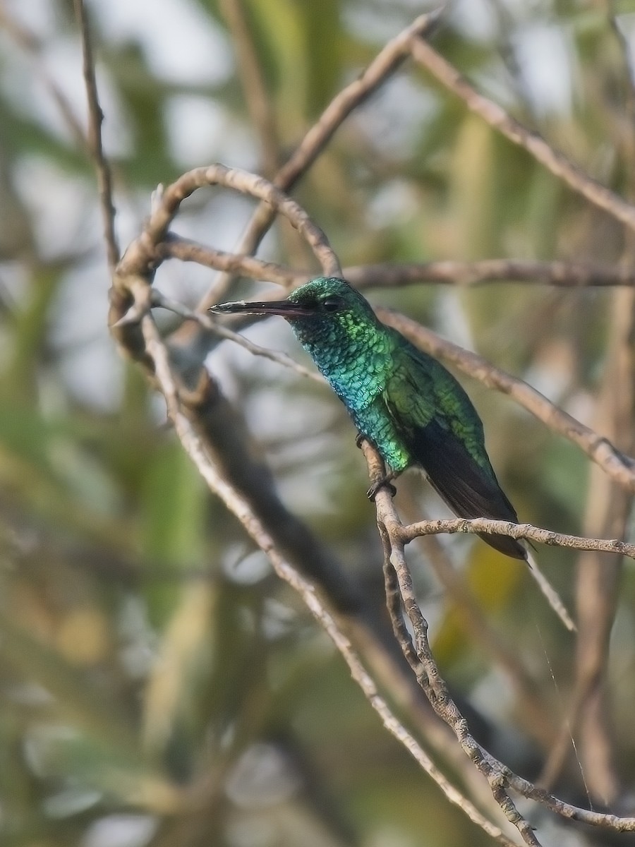 Shining-green Hummingbird - ML616332269