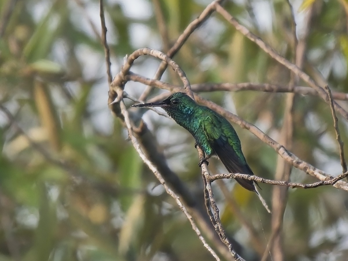 Shining-green Hummingbird - ML616332271