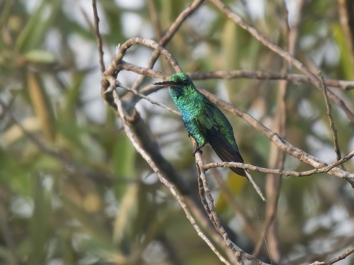 Shining-green Hummingbird - ML616332272