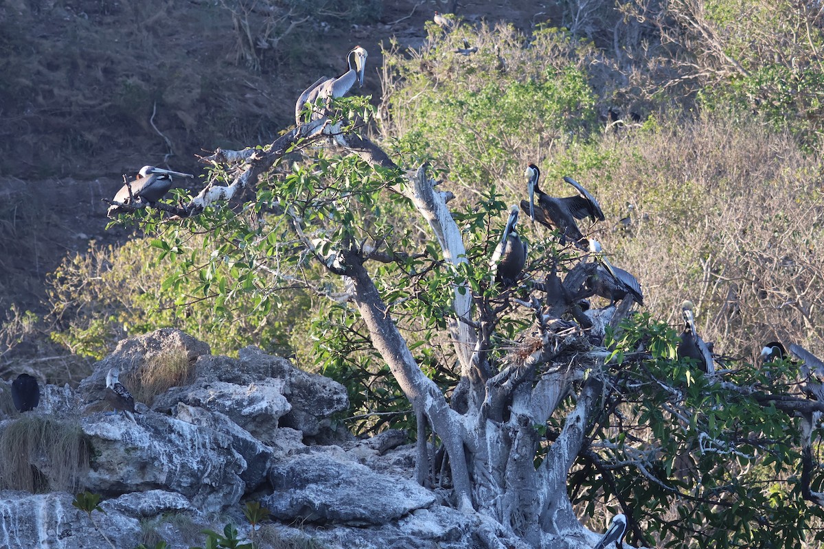 Brown Pelican - ML616332288