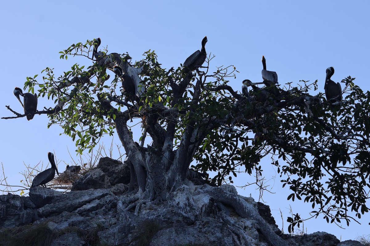 Brown Pelican - ML616332289