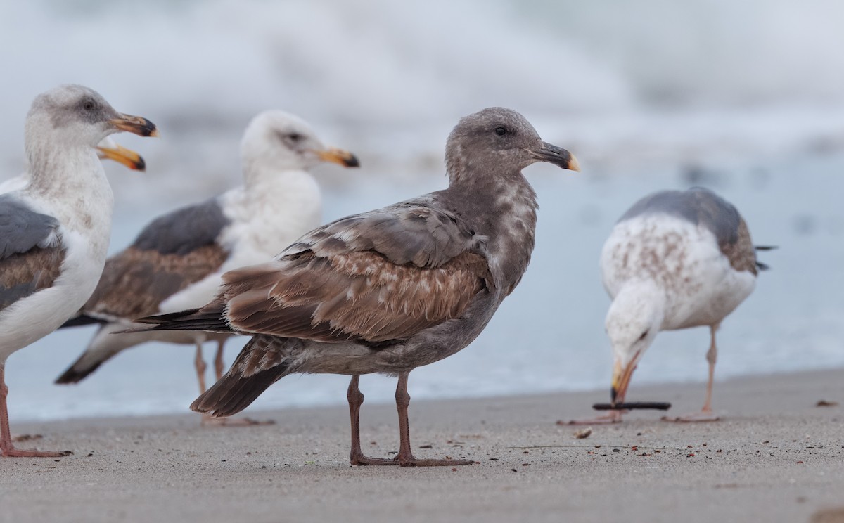 Western Gull - John Callender