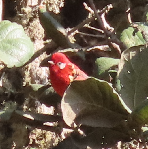 Red Warbler (White-cheeked) - ML616332361