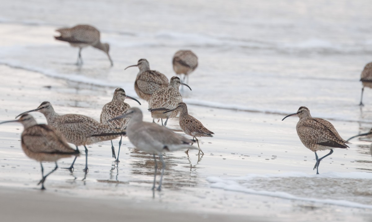 Short-billed/Long-billed Dowitcher - John Callender