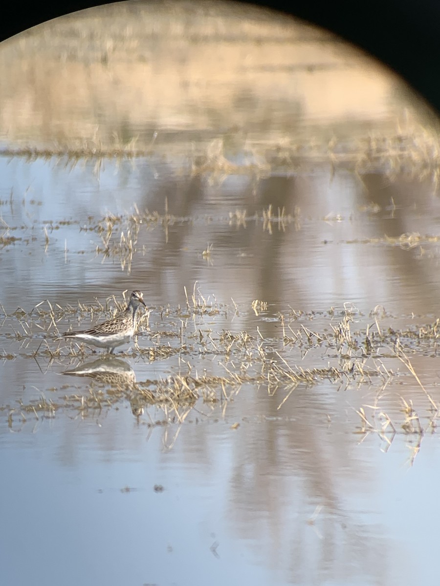 Pectoral Sandpiper - ML616332425