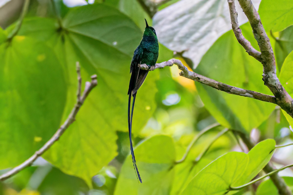 Black-billed Streamertail - ML616332448