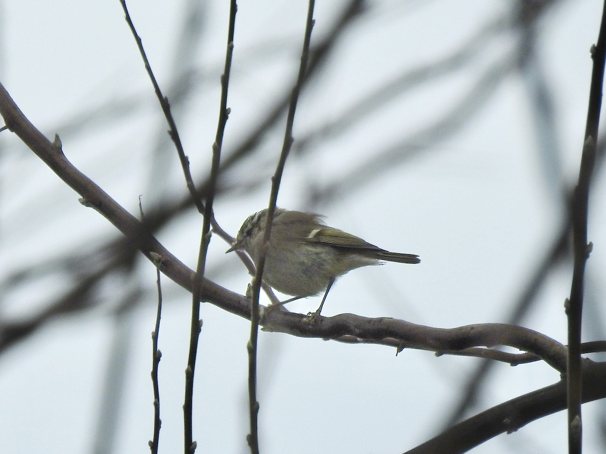Hume's Warbler - ML616332450