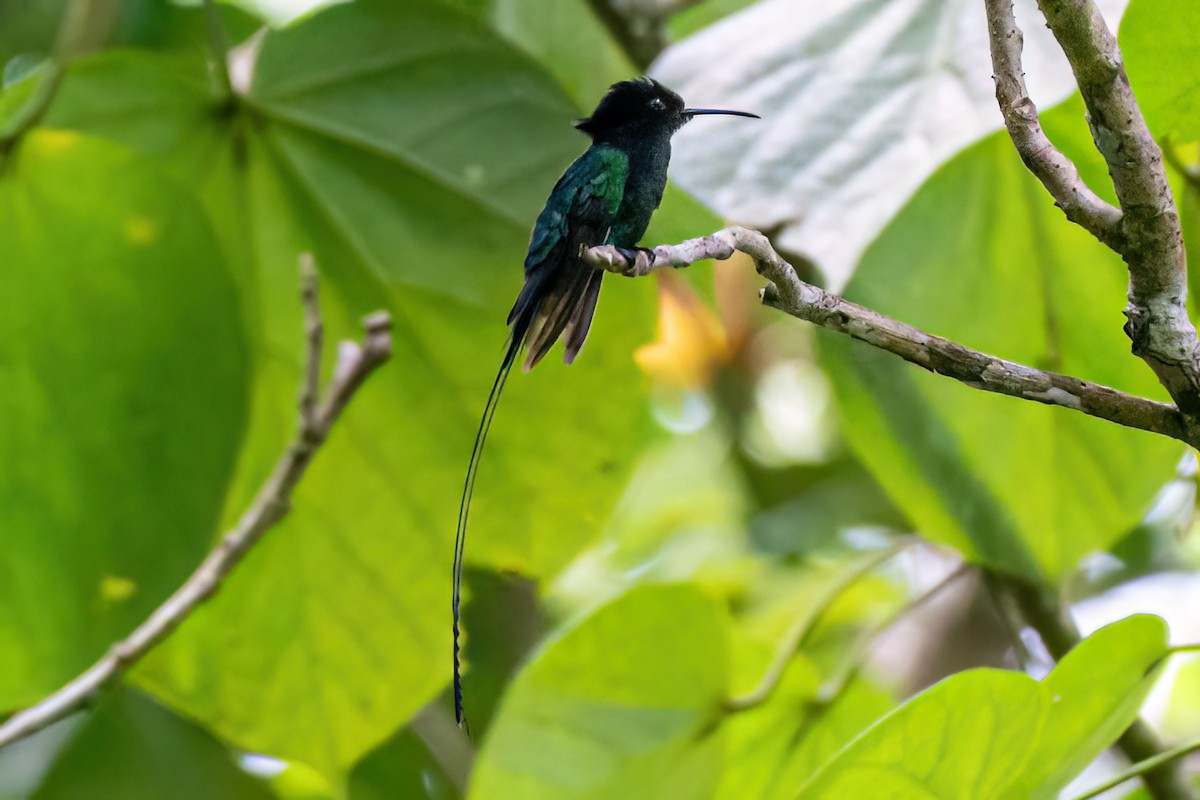 Colibri à bec noir - ML616332470