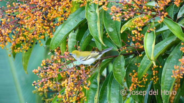 Chestnut-sided Warbler - ML616332474