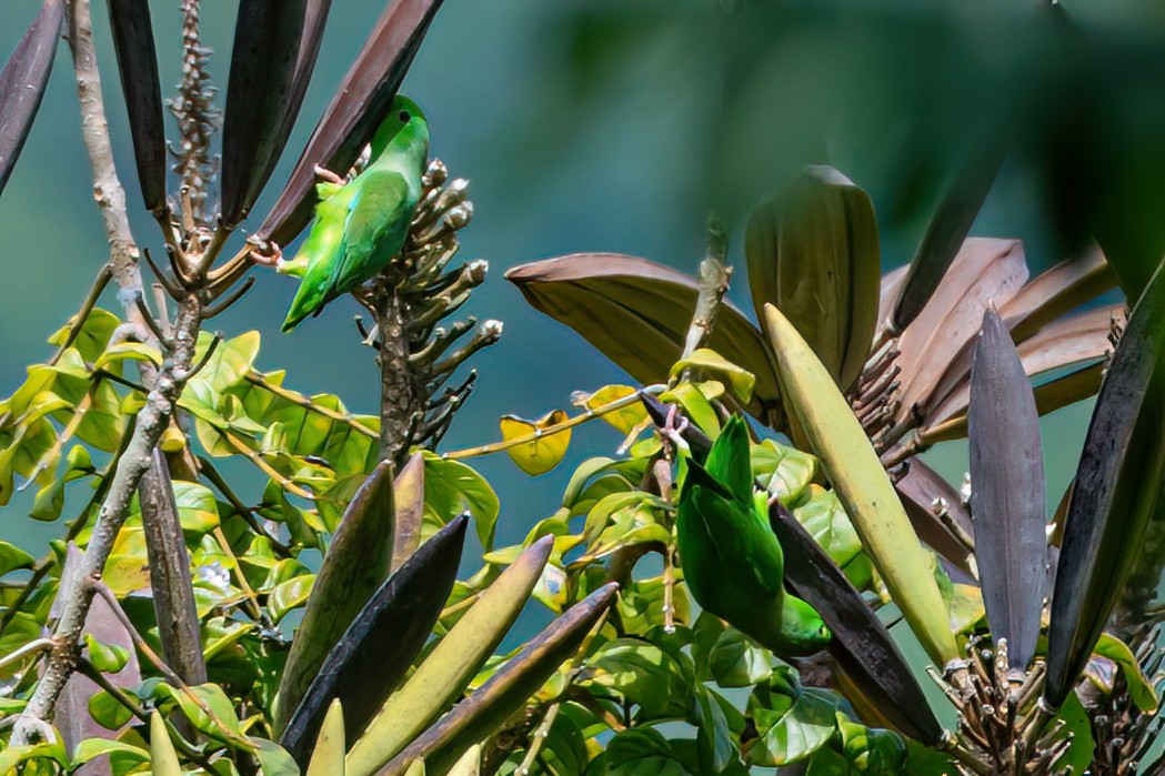 Yeşil Sokumlu Serçe Papağanı - ML616332537