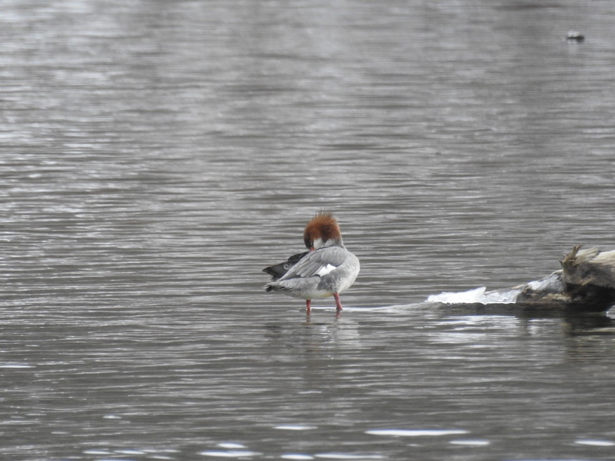 Common Merganser (North American) - ML616332546