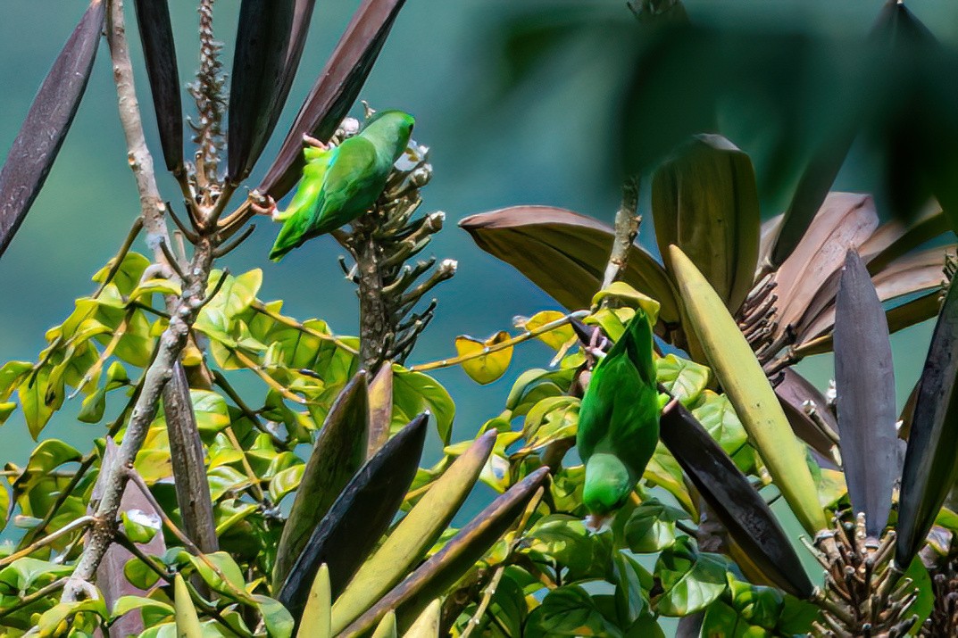 Yeşil Sokumlu Serçe Papağanı - ML616332555