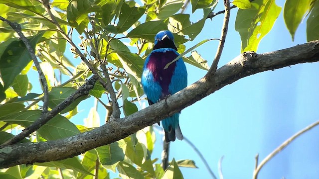 Cotinga céleste - ML616332579