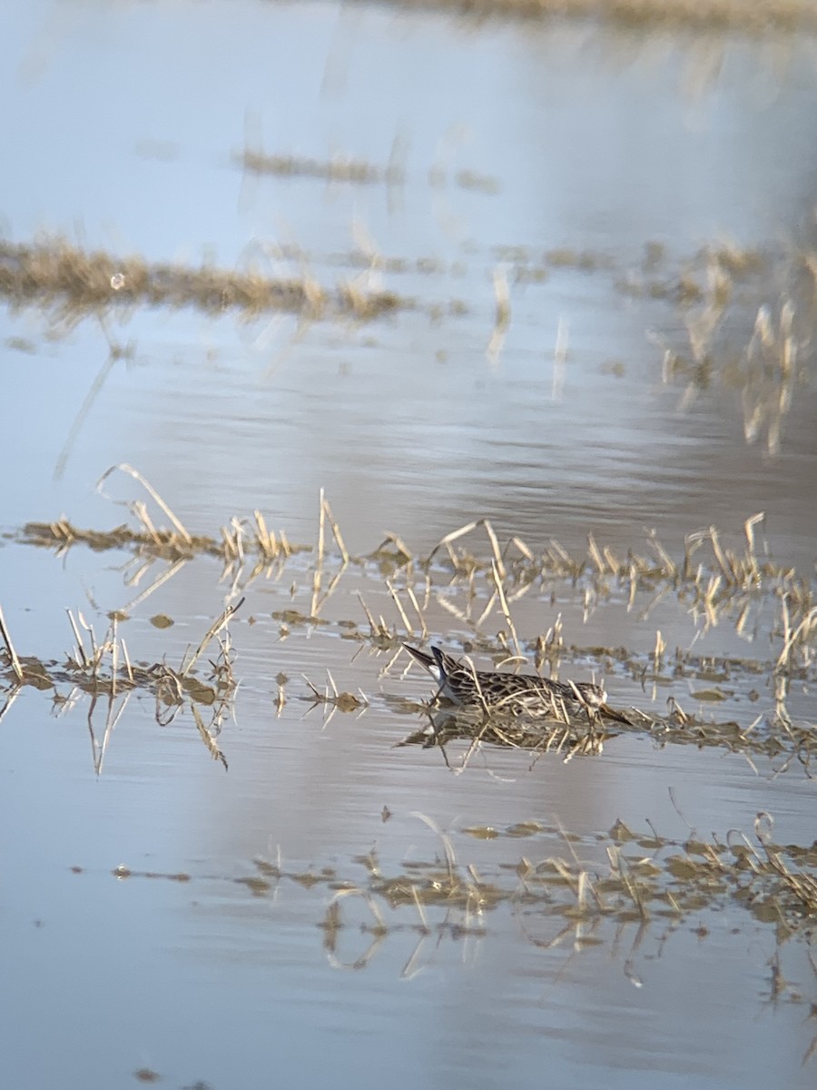 Pectoral Sandpiper - ML616332593