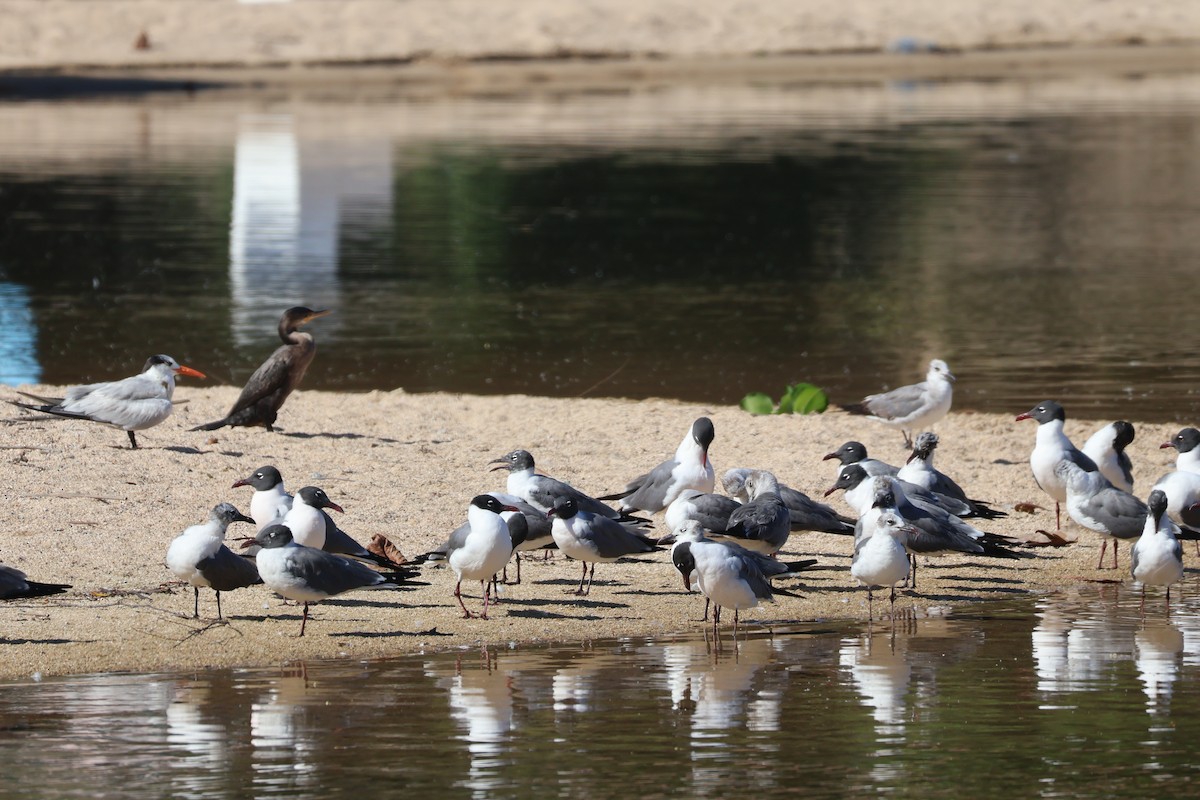 Mouette atricille - ML616332616