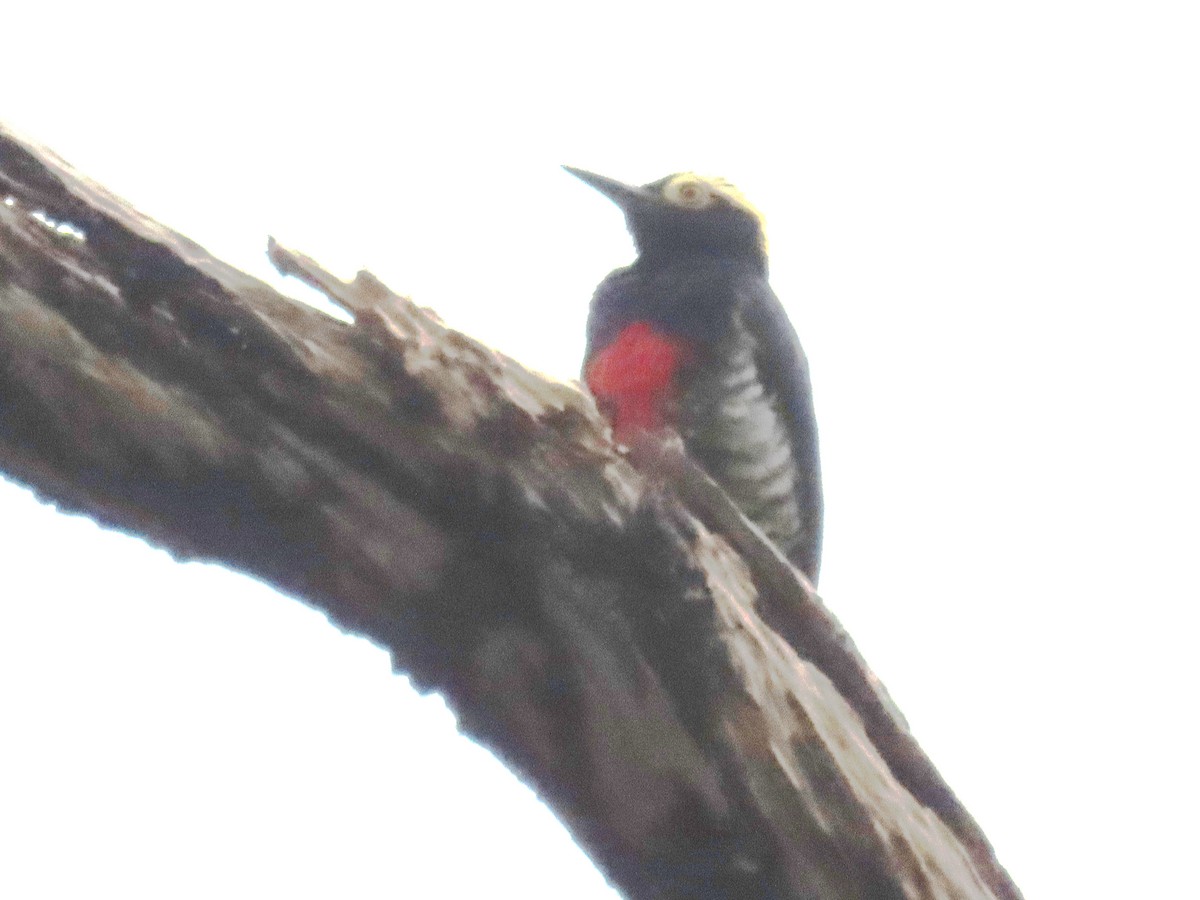 Yellow-tufted Woodpecker - ML616332621