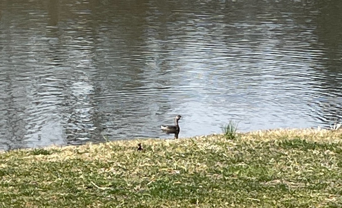 Pied-billed Grebe - ML616332624