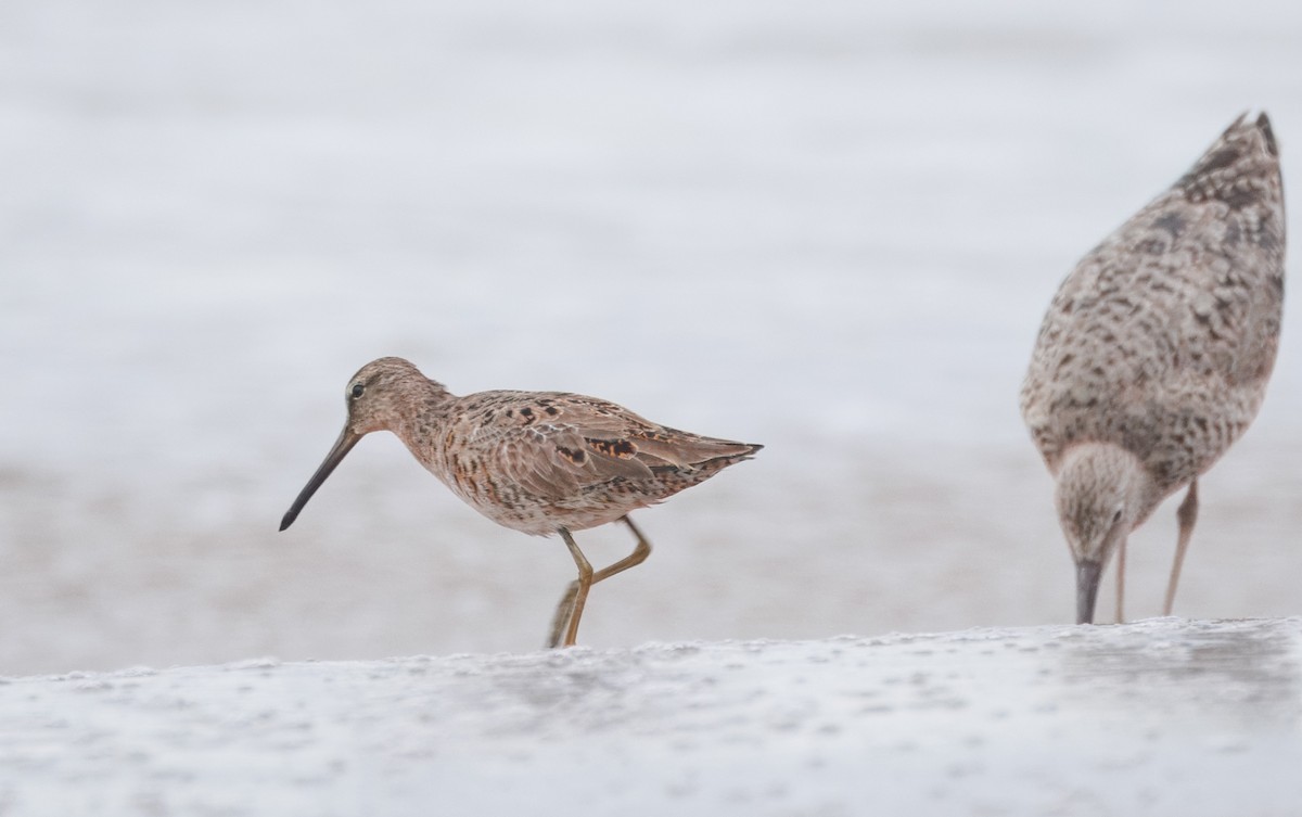 Short-billed/Long-billed Dowitcher - John Callender