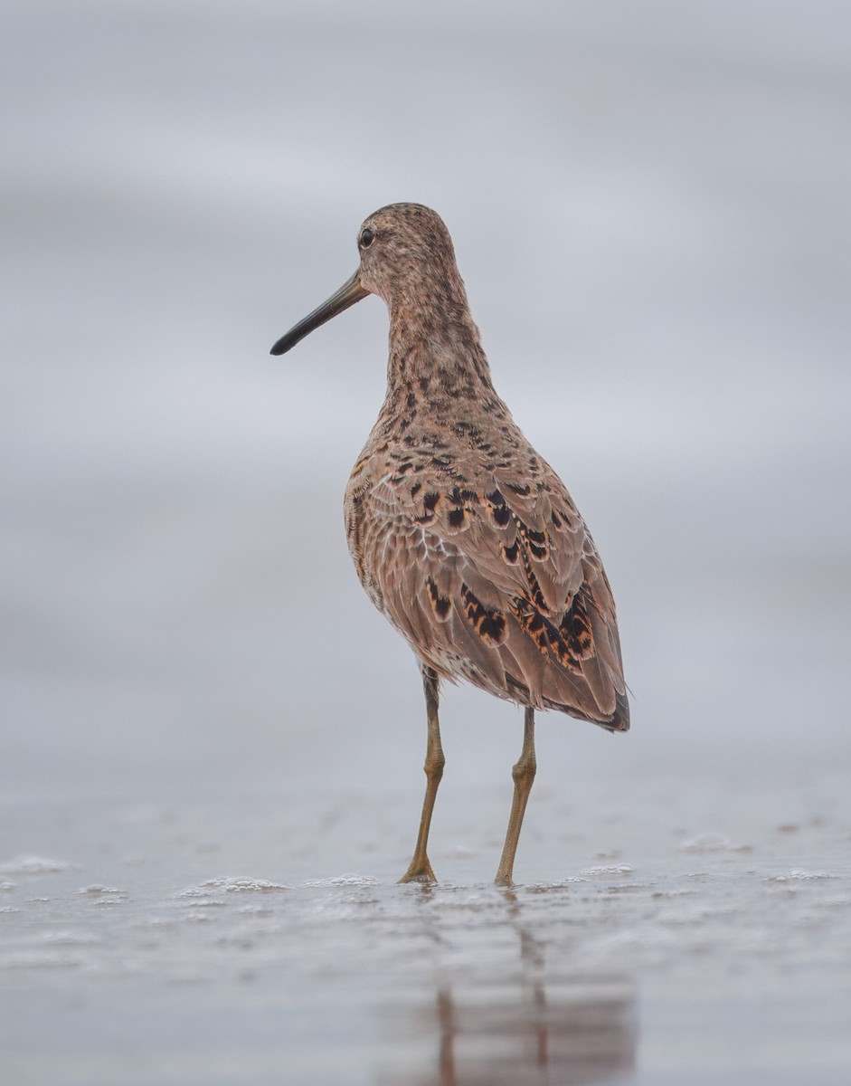 Short-billed/Long-billed Dowitcher - John Callender