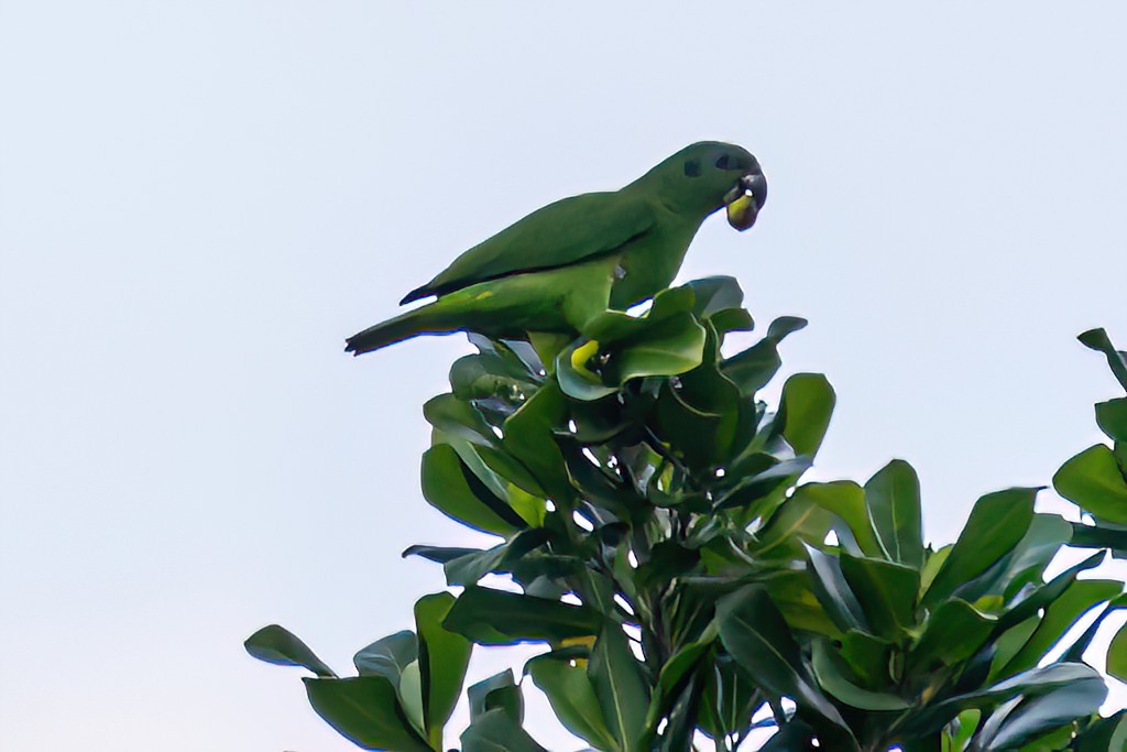 Black-billed Parrot - ML616332640