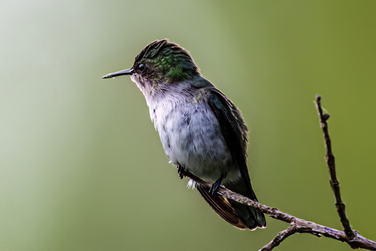 Colibrí Zumbadorcito - ML616332683