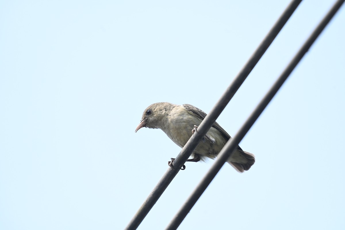 Pale-billed Flowerpecker - ML616332710