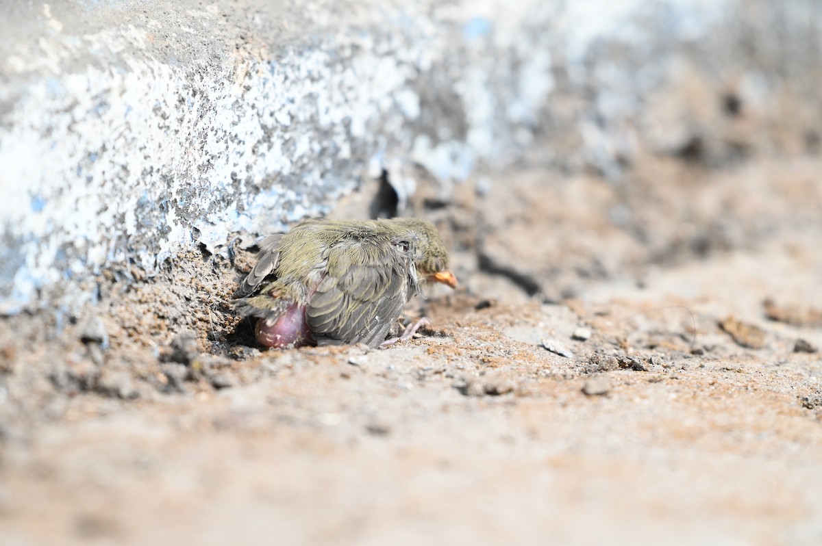 Pale-billed Flowerpecker - ML616332712