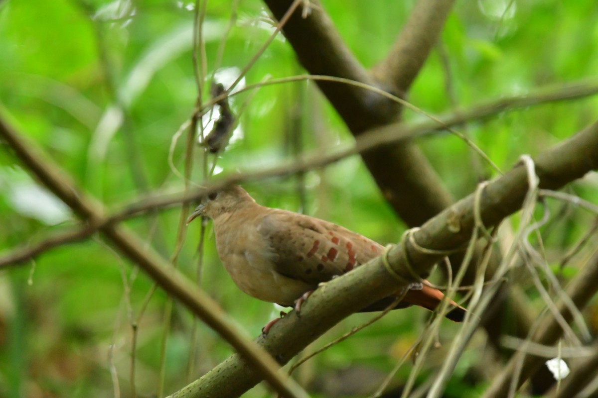 Blue Ground Dove - ML616332733