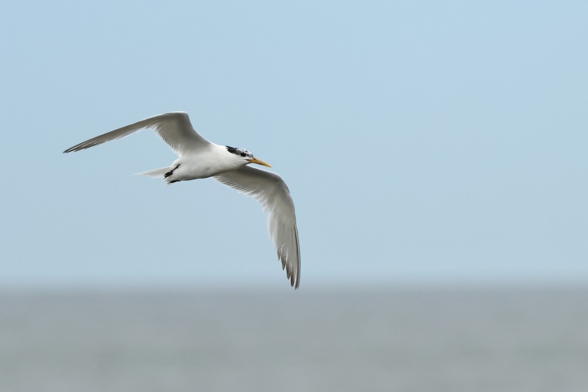 Royal Tern - ML616332770