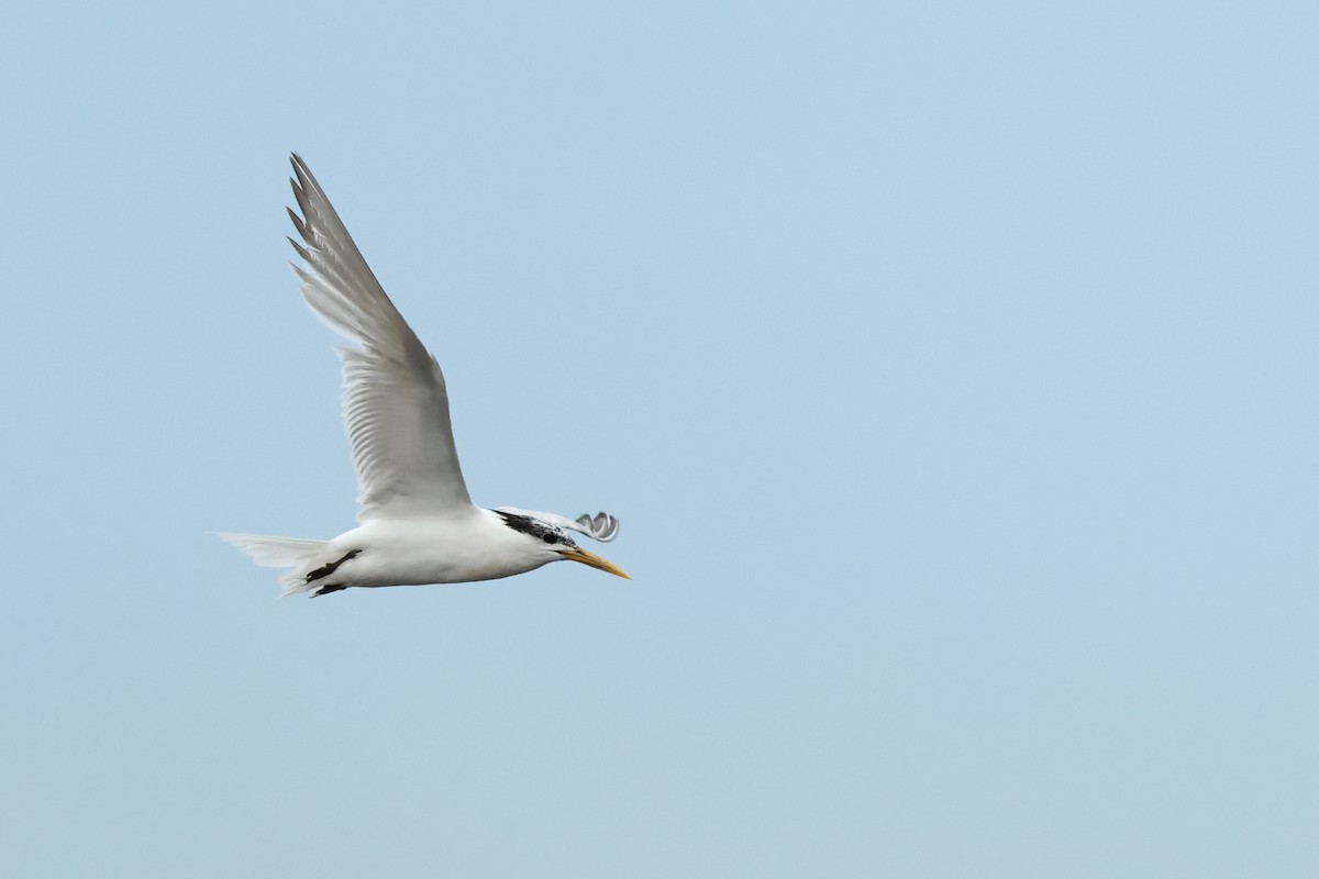 Royal Tern - ML616332777