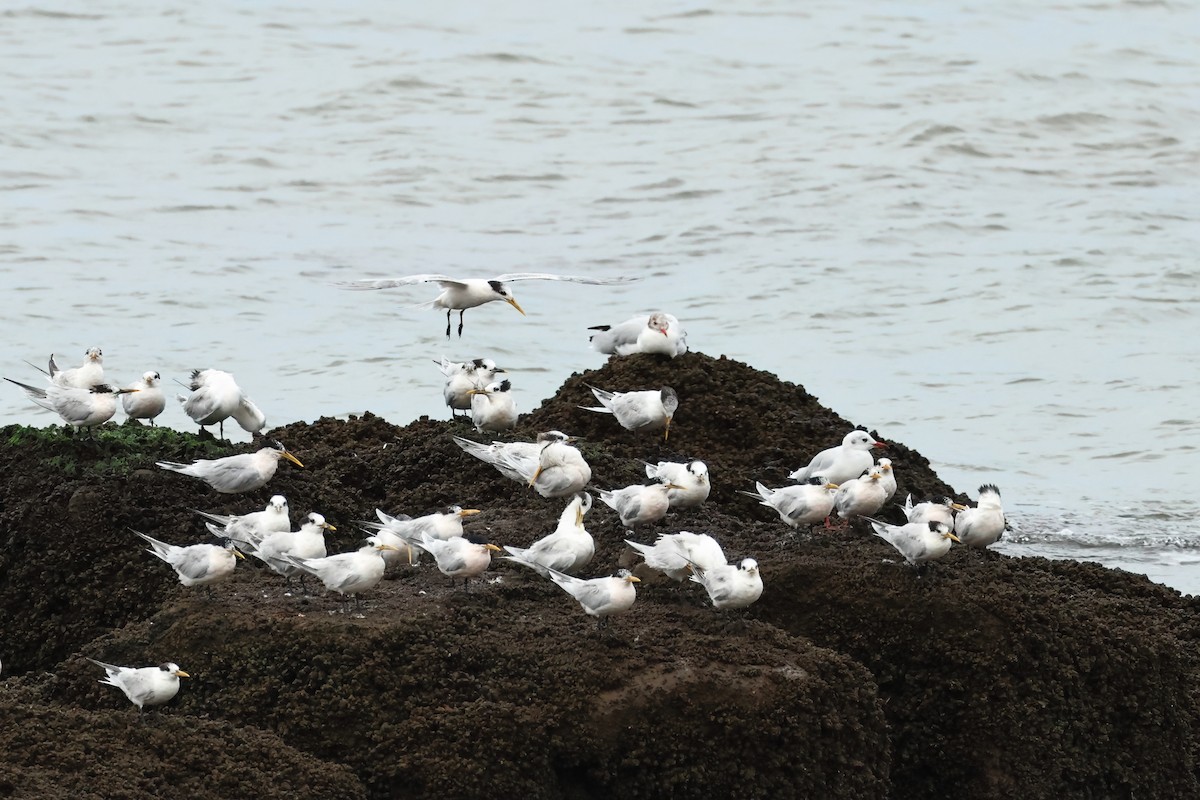 Royal Tern - ML616332778