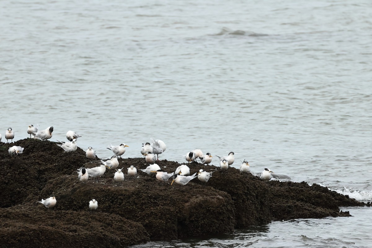 Royal Tern - ML616332779