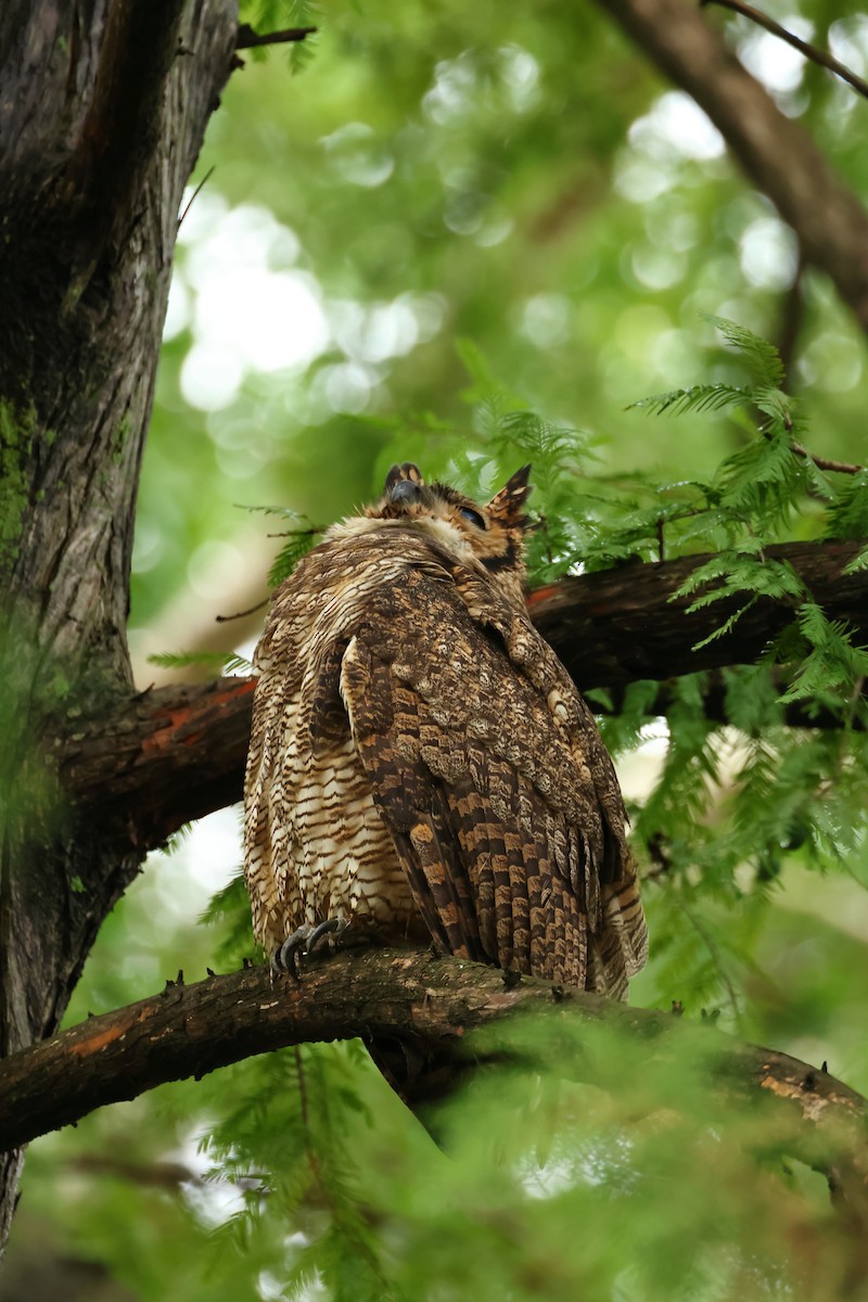 Great Horned Owl - ML616332822