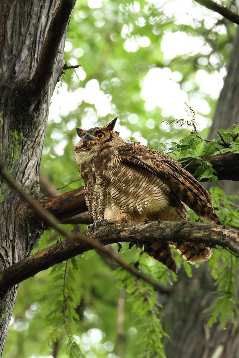 Great Horned Owl - ML616332823