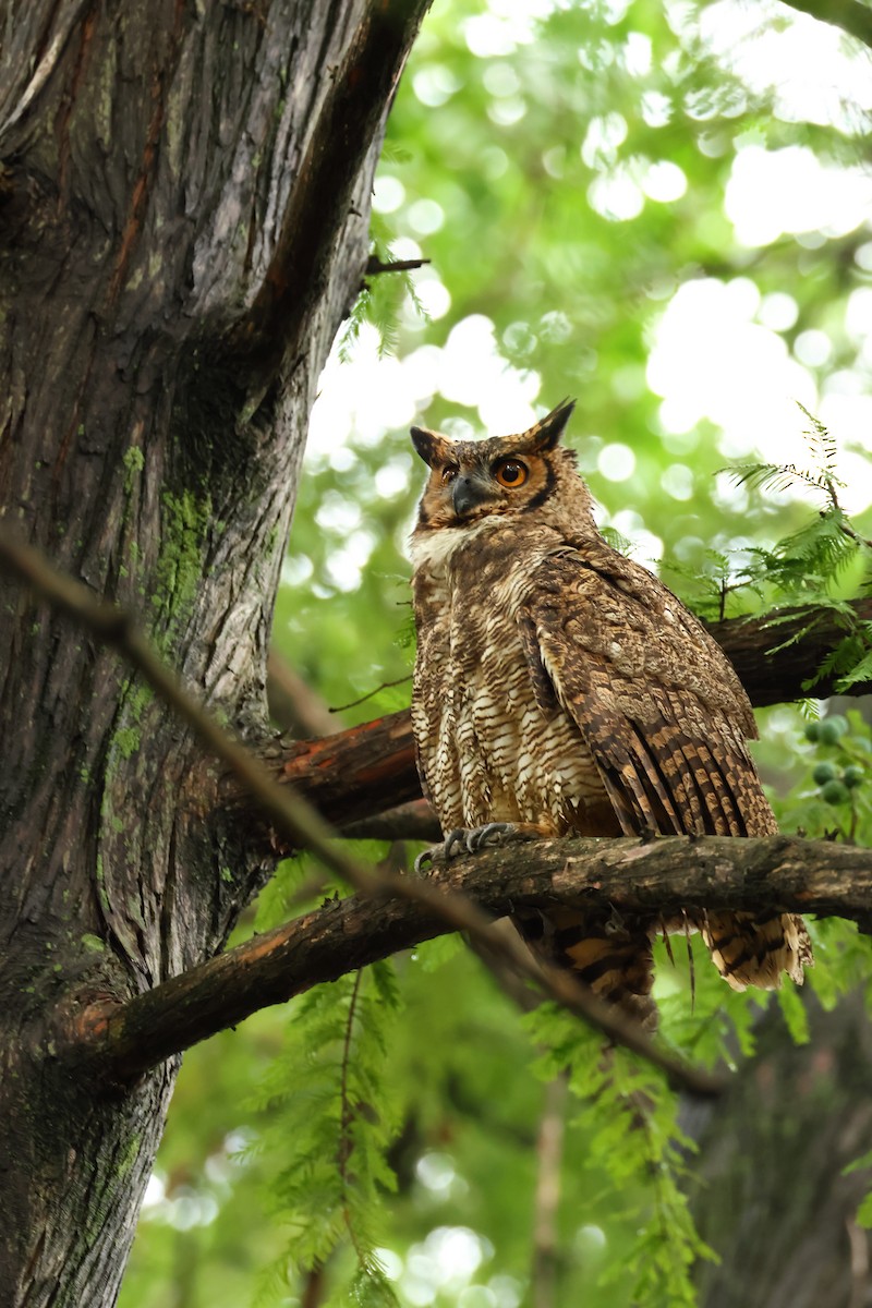 Great Horned Owl - ML616332824