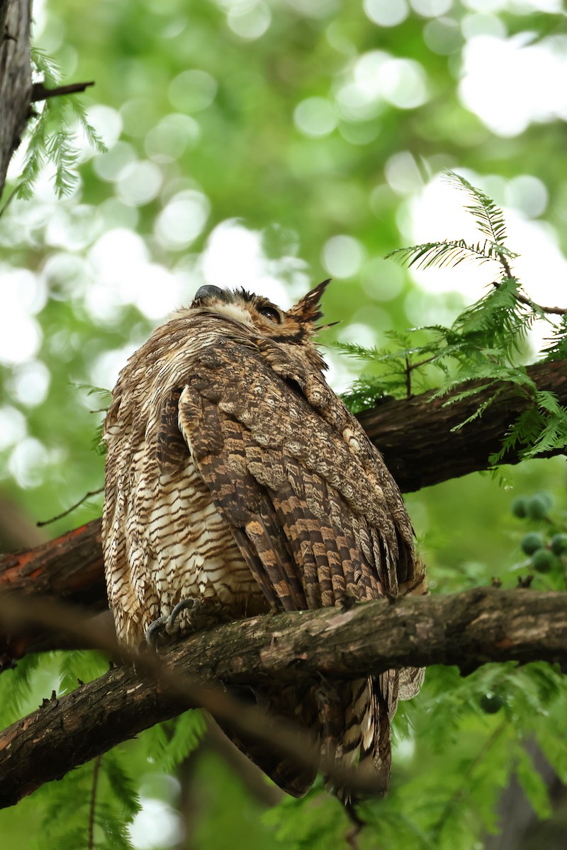 Great Horned Owl - ML616332825