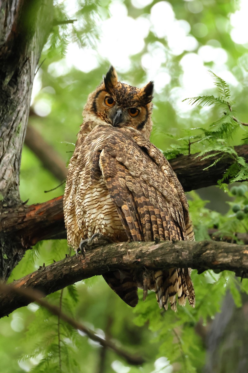 Great Horned Owl - ML616332826