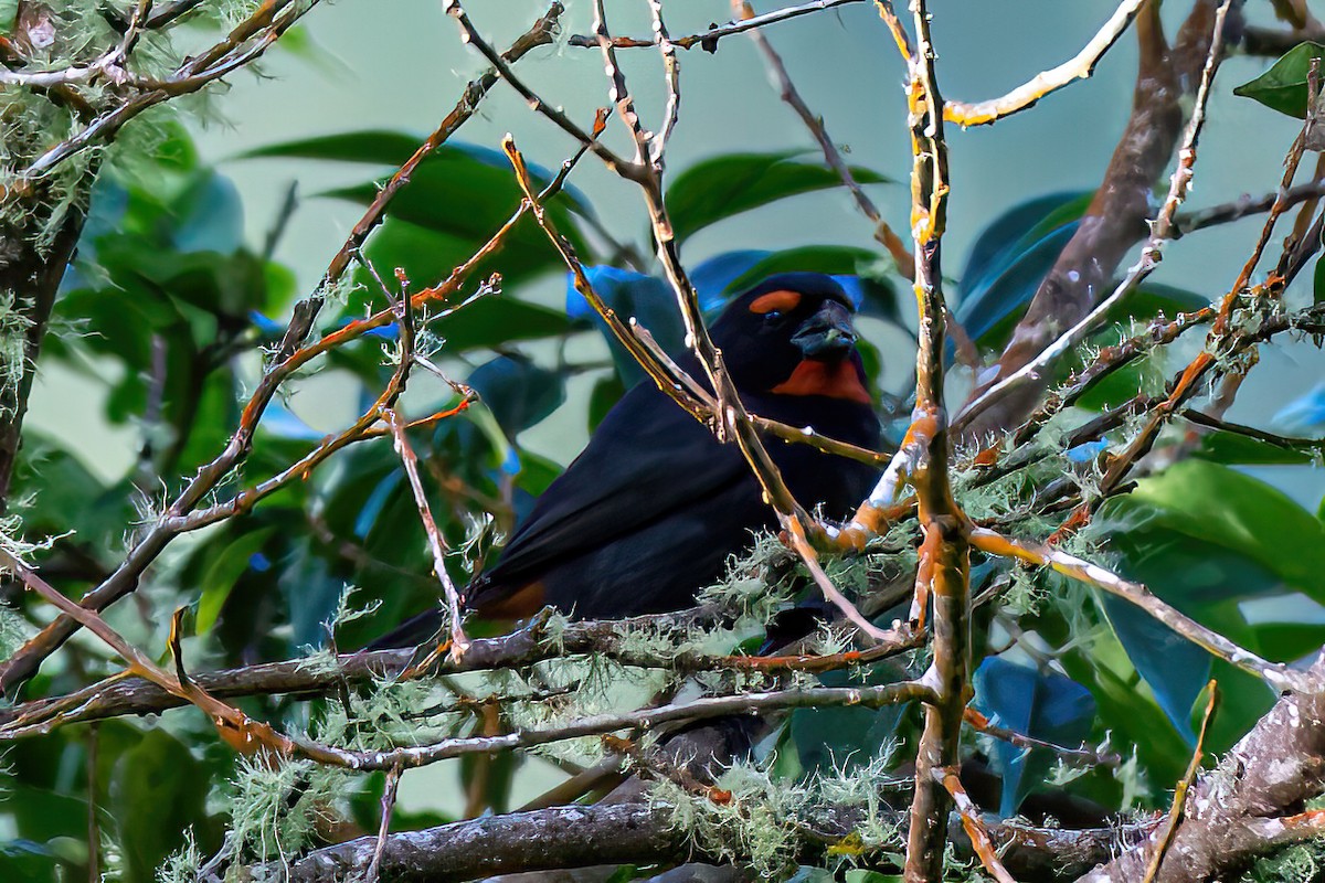 Greater Antillean Bullfinch - ML616332834